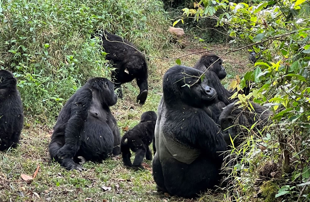 Gorilla Trek in Rwanda